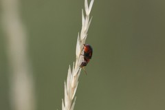 Collops bipunctatus