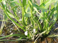 Sagittaria sagittifolia