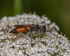 Tachysphex pechumani