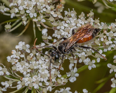 Tachysphex pechumani