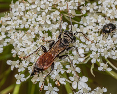 Tachysphex pechumani