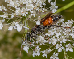 Tachysphex pechumani