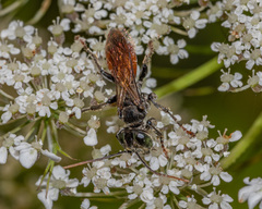 Tachysphex pechumani