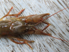 Cambarus dubius