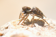 Mantispa