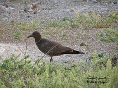 Leucophaeus fuliginosus