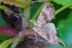 Phalaenostola eumelusalis