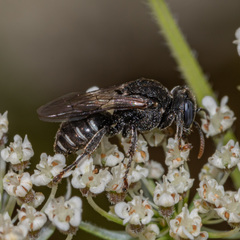 Oxybelus uniglumis