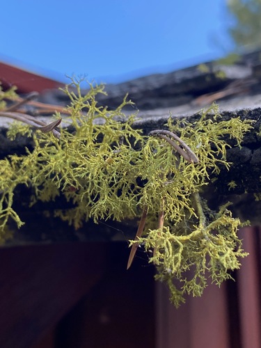 iNaturalist observation photo of wolf lichen