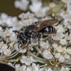 Oxybelus uniglumis