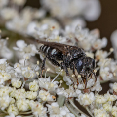 Oxybelus uniglumis