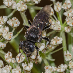 Oxybelus uniglumis