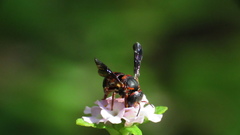 Anthidiellum perplexum