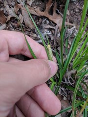 Carex planostachys