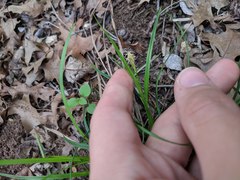 Carex planostachys