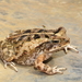 Marbled Toad - Photo (c) 2010 Sean Michael Rovito, some rights reserved (CC BY-NC-SA)