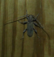 Eburia mutica