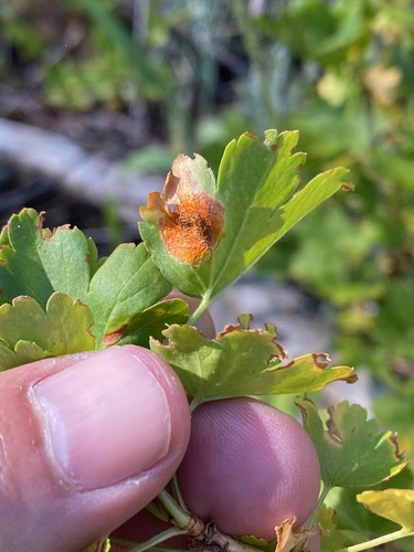 iNaturalist observation photo of Melampsora