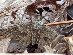 Ascotis fortunata