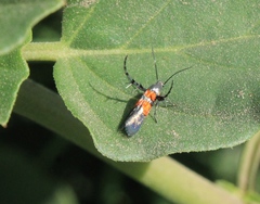 Aetole unipunctella