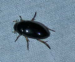 Tropisternus quadristriatus