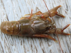Cambarus dubius