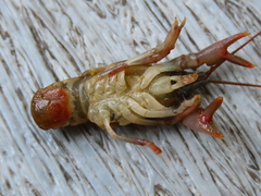 Cambarus dubius