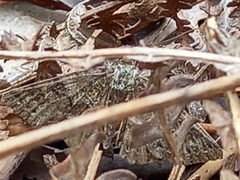 Ascotis fortunata
