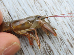 Cambarus dubius