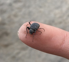 Philorea