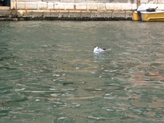 Chroicocephalus ridibundus