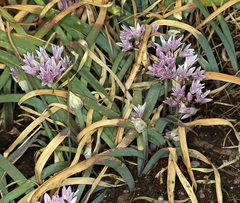 Allium crenulatum