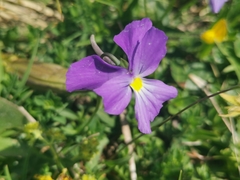 Viola culminis