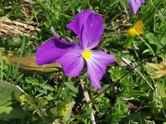 Viola culminis