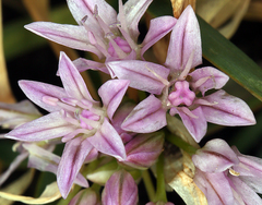 Allium crenulatum