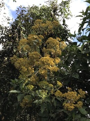 Verbesina crassiramea