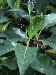 Verbesina crassiramea