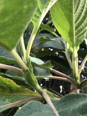 Verbesina crassiramea