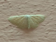 Idaea obsoletaria