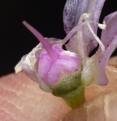 Allium crenulatum