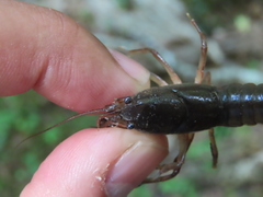 Cambarus bartonii bartonii