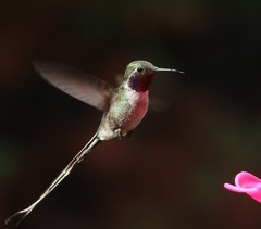 Thaumastura cora
