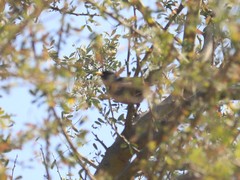 Xenospingus concolor