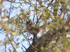 Xenospingus concolor