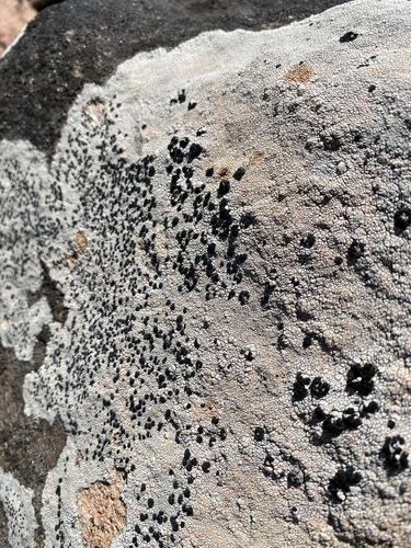 iNaturalist observation photo of Tile Lichens
