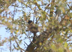 Xenospingus concolor