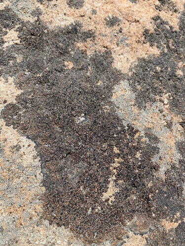 iNaturalist observation photo of Tile Lichens
