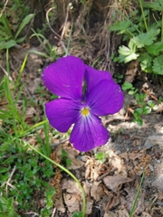 Viola culminis