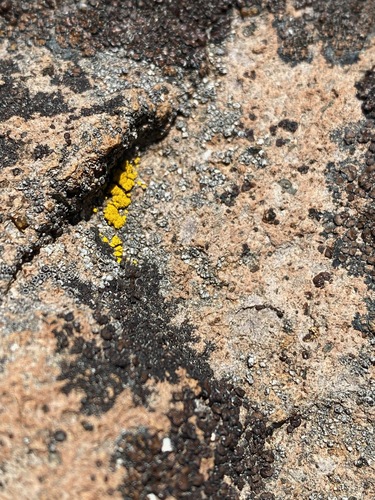 iNaturalist observation photo of Goldspeck Lichens