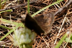 Erynnis icelus